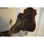 An early 20th century oak mounted taxidermy study of a boar's head. H.76cm