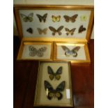 Four framed taxidermy studies of mounted butterflies.