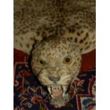 A late 19th / early 20th century taxidermy leopard skin, with head. L.