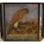 A late 19th / early 20th century taxidermy study of a sparrow hawk, in a glass case.