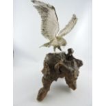A Meji period white metal hawk on a a rootwood stand,