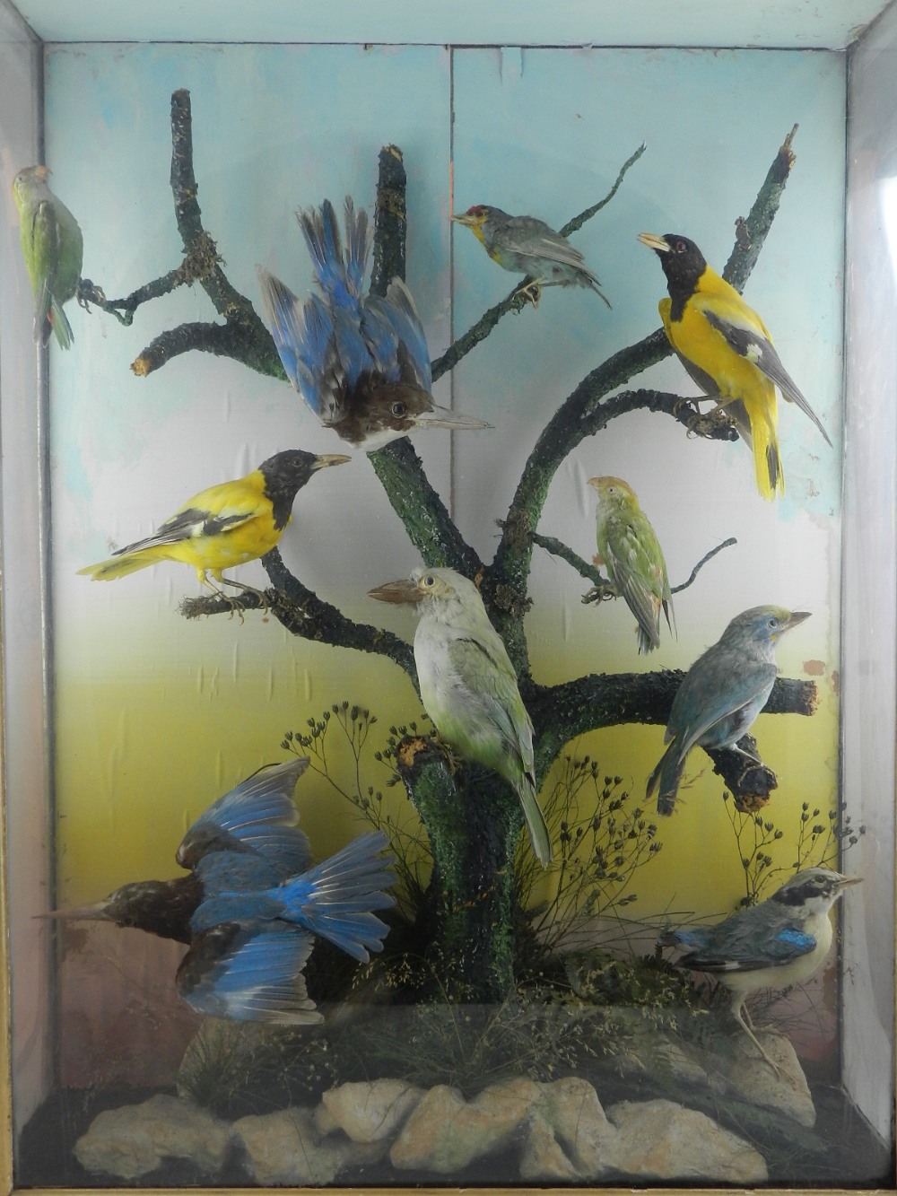 A Victorian cased taxidermy study of exotic birds.