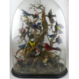 A Victorian taxidermy study of exotic birds within glass dome.