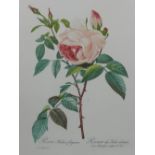Pierre-Joseph Redouté (1759 -1840), four studies of roses, printed. H.39.5cm W.28.