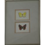 Mary Grierson, (Modern British), Brimstone and Admiral butterflies,  two watercolour studies,