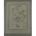 Mary Grierson, (Modern British) common comfrey and spring flowers, two watercolour studies,