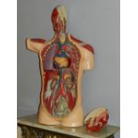 A mid 20th century hand-painted anatomy figure, incorporating removable body parts including a