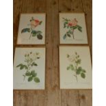 Pierre-Joseph Redoute (1759 -1840), four studies of roses, printed. H.39.5cm W.28.5cm