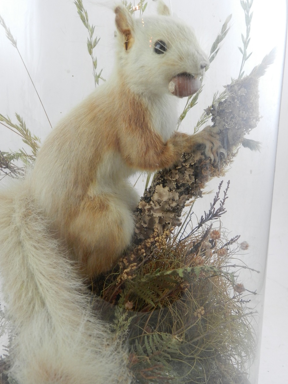 An early 20th century taxidermy study of a squirrel, under a glass dome, raised on wooden plinth. - Image 2 of 2
