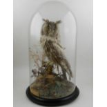 An early 20th century taxidermy study of a long eared owl, under glass dome, on circular wooden