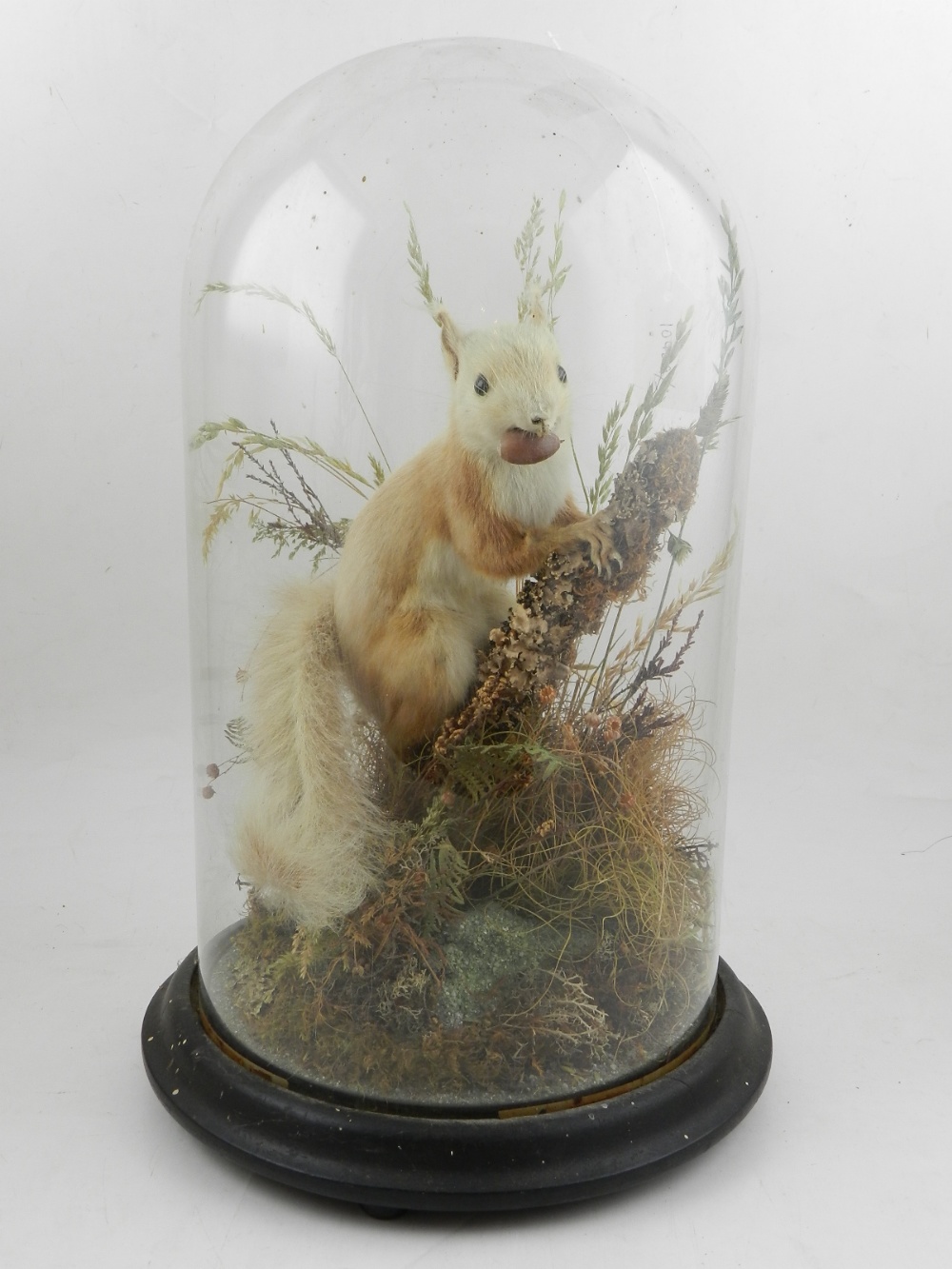 An early 20th century taxidermy study of a squirrel, under a glass dome, raised on wooden plinth.