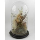 An early 20th century taxidermy study of a squirrel, under a glass dome, raised on wooden plinth.