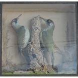 An early 20th Century taxidermy group of two green woodpeckers in glazed case