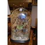 A late Victorian / early Edwardian taxidermy study of song birds, in a glass dome,