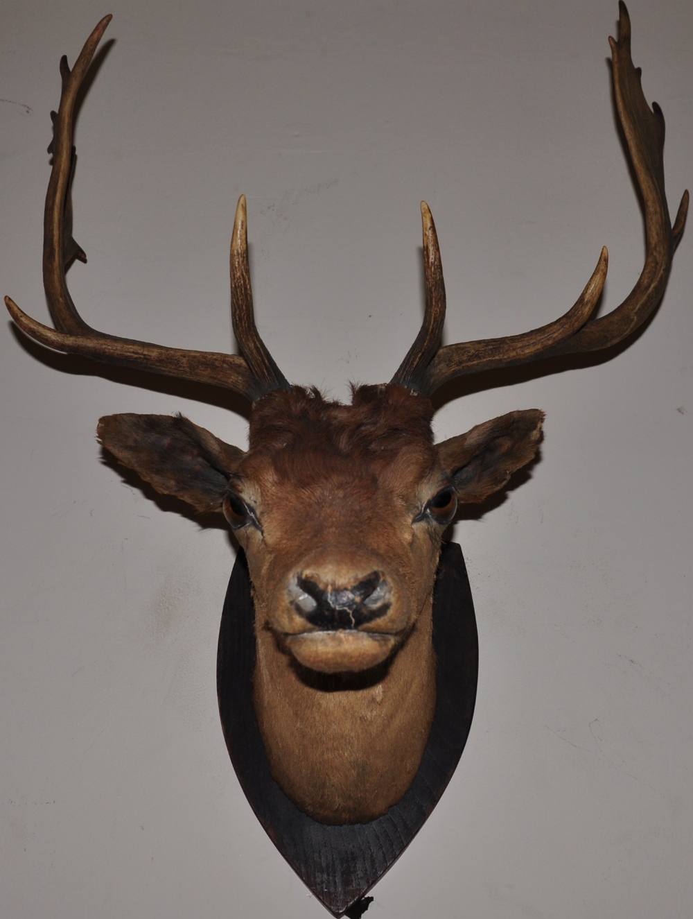 An early 20th Century taxidermy stag head with 8 prong antlers on an oak shield shaped back plate
