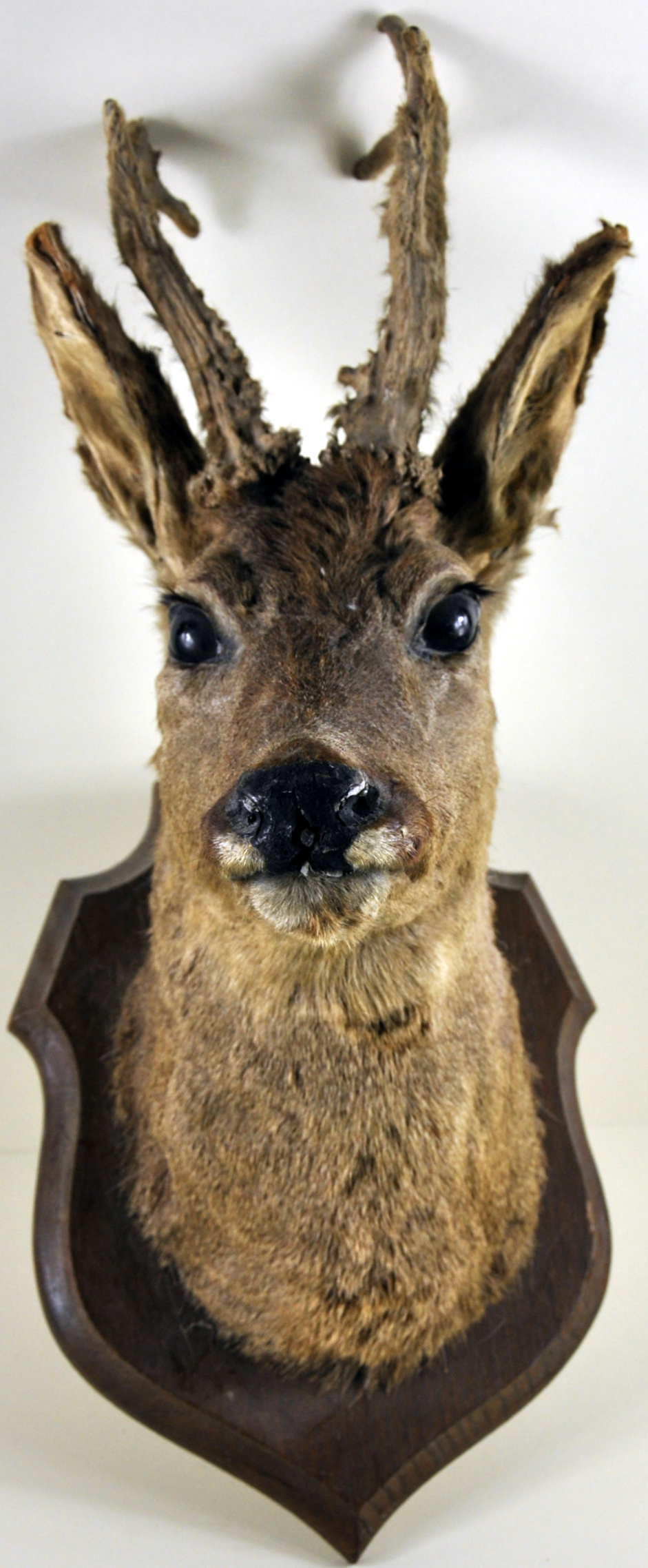 A taxidermy doe, mounted on a wooden shield,