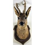 A taxidermy doe, mounted on a wooden shield,