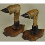 A pair of small taxidermy deer hooves,