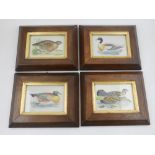 After John Gould, Exotic Duck, colour engraving, 7 x 10cm, together with three other similar,