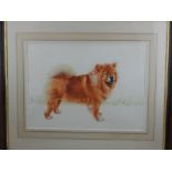 Contemporary school, Study of a Chow Chow, watercolour, unsigned.