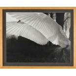 Marcel Imsand (1929) Cygne prenant son envol photographie tirage argentique 39x49 cm (à vue)