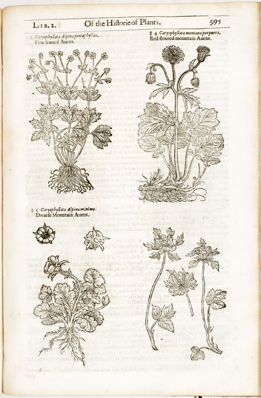 [BOTANIQUE]. GERARDE (John). The Herball or generall Historie of Plantes.&nbsp	Gathered by John - Image 6 of 7
