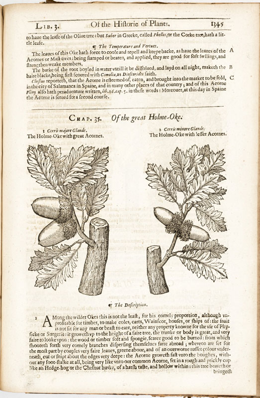 [BOTANIQUE]. GERARDE (John). The Herball or generall Historie of Plantes.&nbsp	Gathered by John - Image 7 of 7