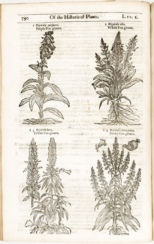 [BOTANIQUE]. GERARDE (John). The Herball or generall Historie of Plantes.&nbsp	Gathered by John - Image 5 of 7