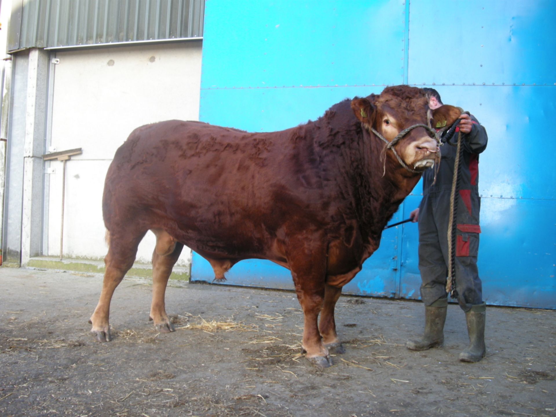 Breed / Sex :   Limousin - Bull   D O B :   20th April 2013   -   -   Animal Name :  Knock Inferno