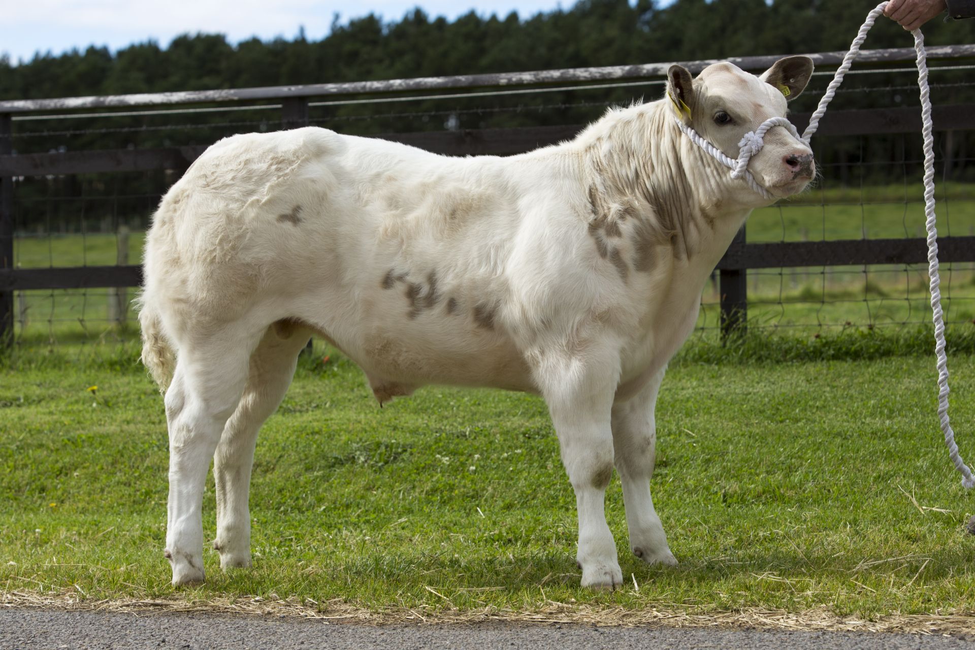 Breed / Sex :   Charolais Cross - Steer   D O B :   21st March 2015   Weight Kgs:   -   Animal Name