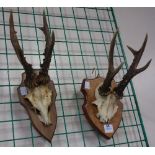 Two pairs of mounted horns