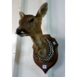 20th Century French taxidermy, mounted d