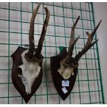 Two pairs of mounted antlers