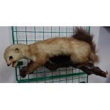 20th Century taxidermy,