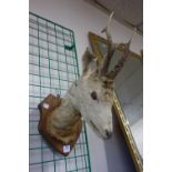 A 19th Century taxidermy deer's head