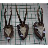 Three pairs of antlers
