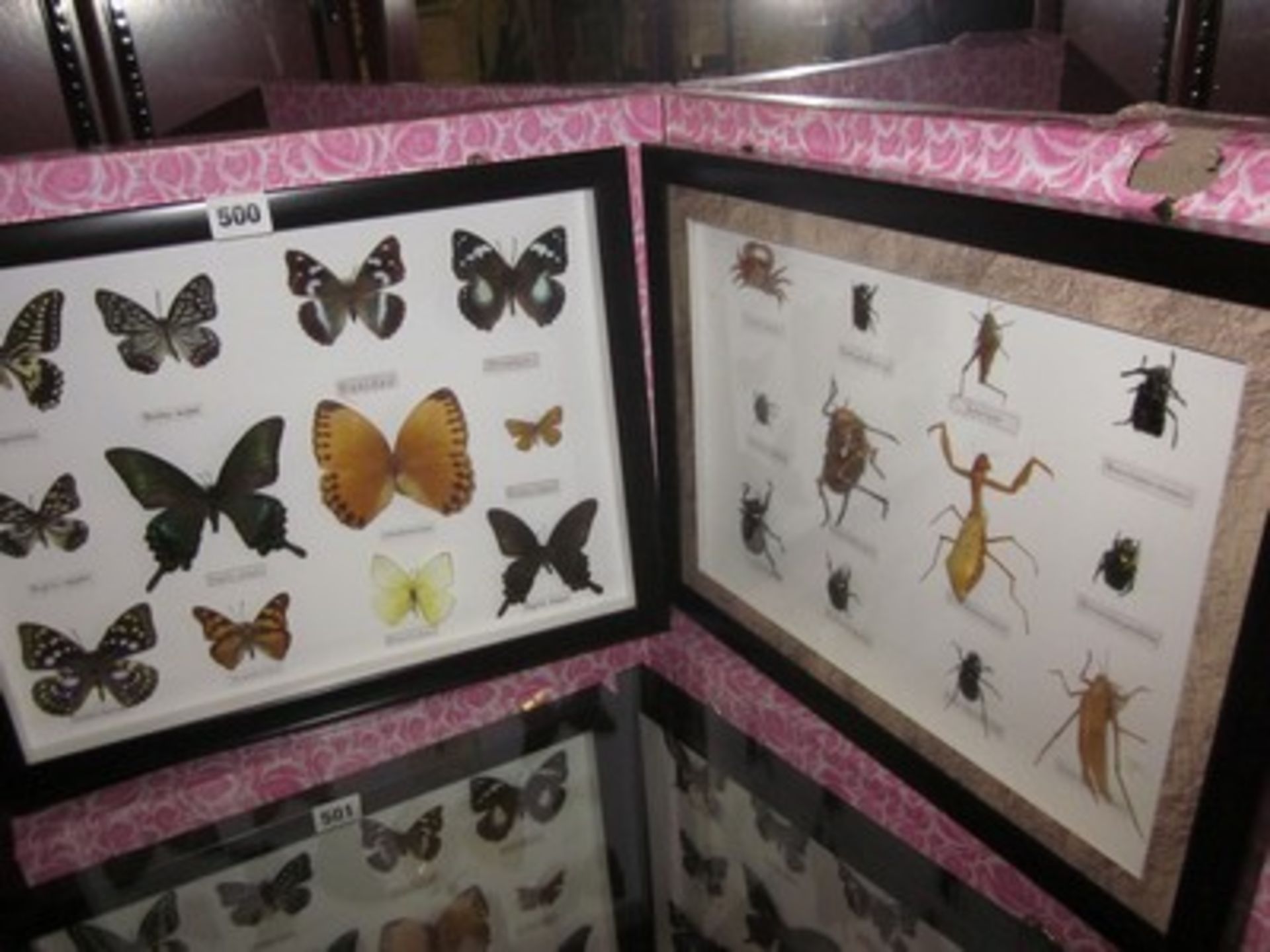 A framed case of butterflies together with a similar example with insects.