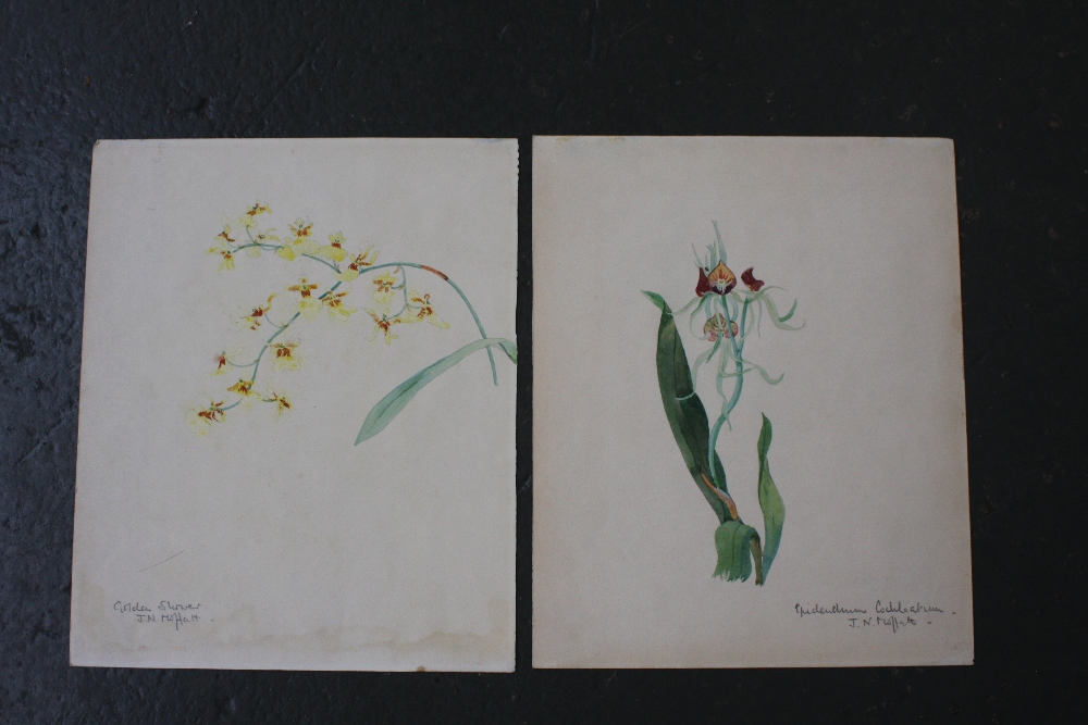 J N Moffatt, Two floral studies, signed in pencil on each, watercolour on paper,