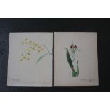 J N Moffatt, Two floral studies, signed in pencil on each, watercolour on paper,