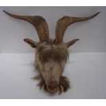 A stuffed mountain goat head mounted for