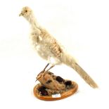 A stuffed and mounted bird