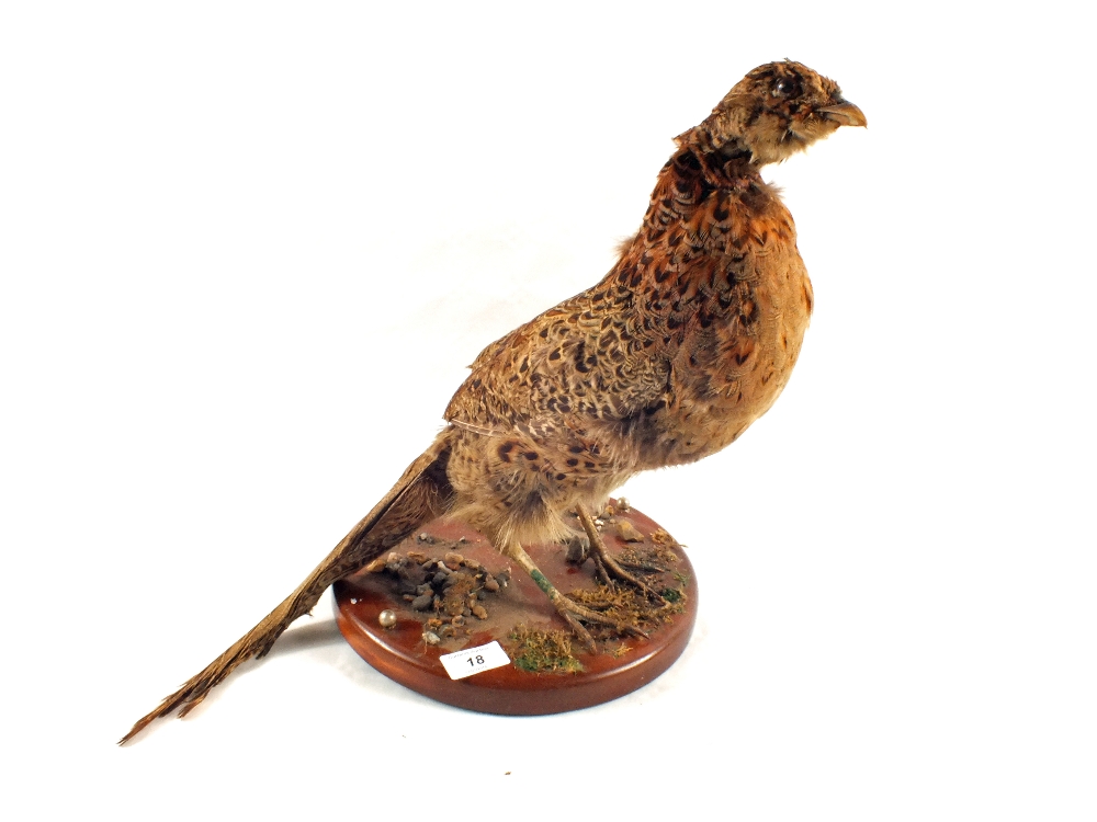 A stuffed and mounted bird