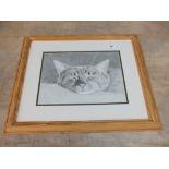 Sally Jackson pencil drawing of a head of a cat,