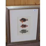 A framed 19th Century picture of extinct fish