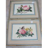 A pair of botanical watercolours,