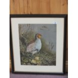 Frederick Robert Coppillie (1919-1987), signed watercolour of a standing partridge in undergrowth,