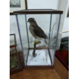 Cased Stuffed Sparrowhawk