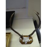 Mounted Pair of Deer Antlers