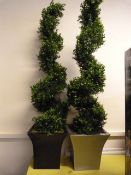 *2 Spiral Topiary in Plant Stands