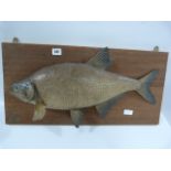 Stuffed & Mounted Bream Fresh Water Fish